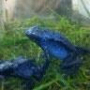 Meet your Posher, Gregory